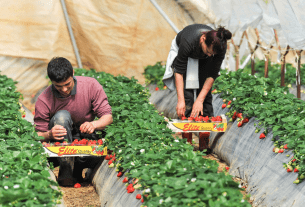 Recruitment For Fruit Harvester In Canada