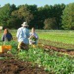 Farm Laborer Jobs in the USA- Urgent Vacancies!!!