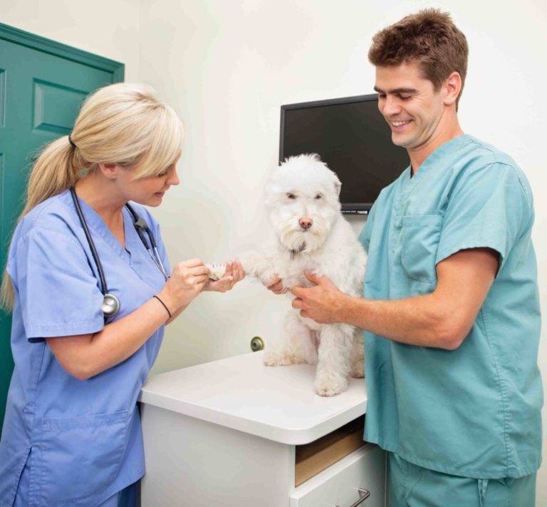 Veterinary Assistant Jobs in Canada