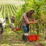 Vineyard Worker Jobs in the USA- Urgent Vacancies!!!