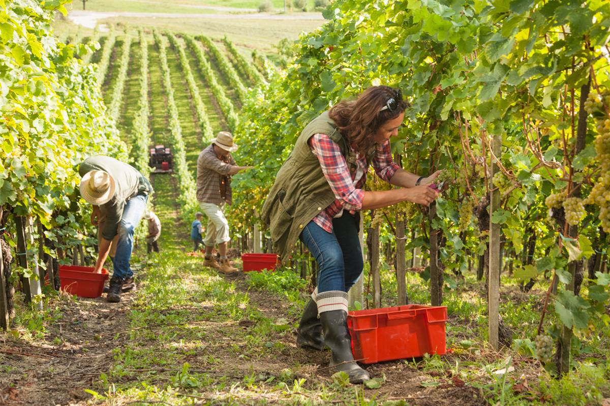 Vineyard Worker Jobs in the USA