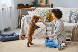Unleashing opportunities: A guide to Pet Sitter Jobs in Canada