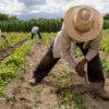 Farm Laborer jobs in Canada
